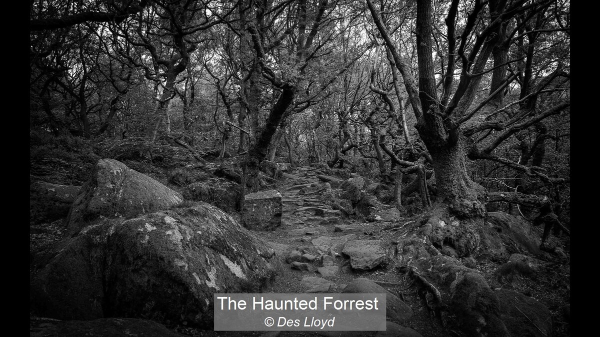The Haunted Forrest